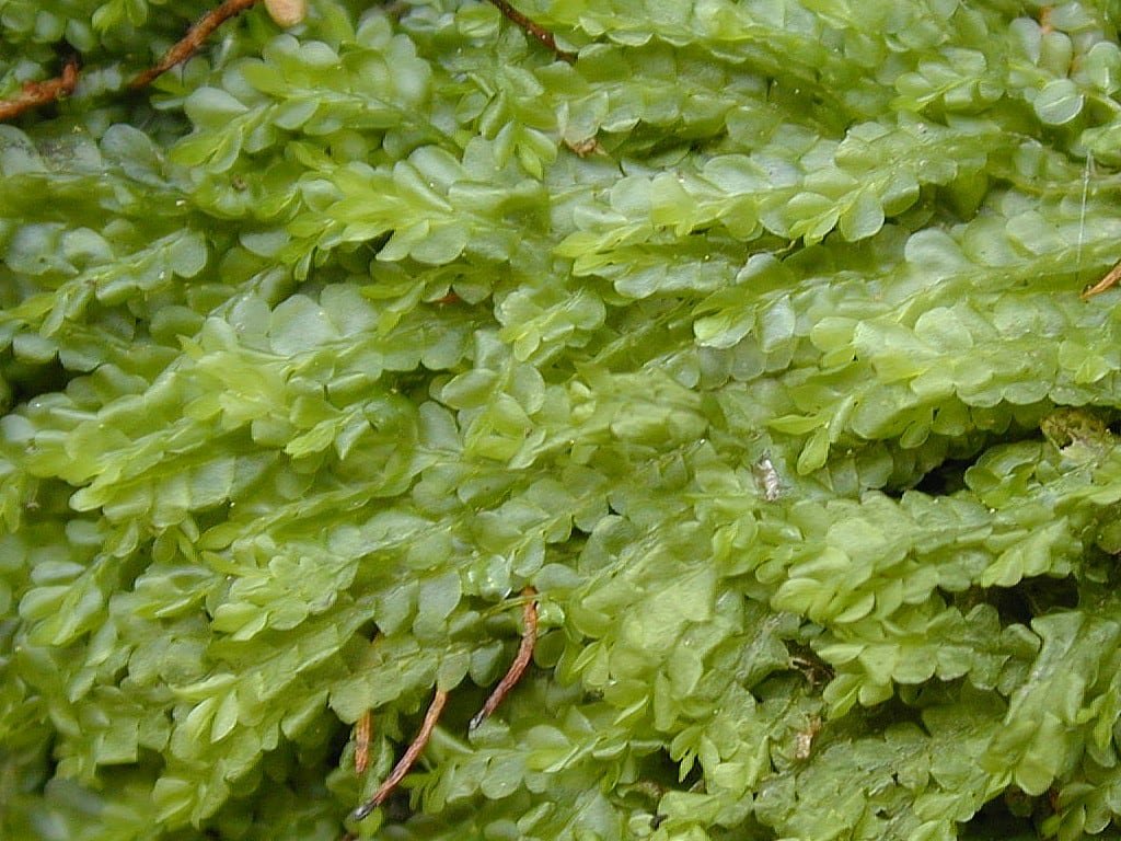 A closeup of green, wet, feathery leaves