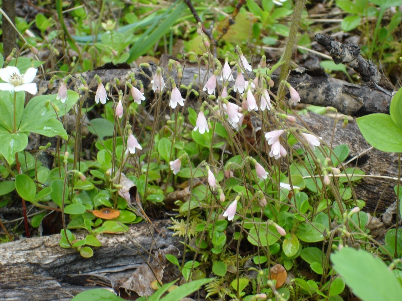 Small bell-shaped pink flowers