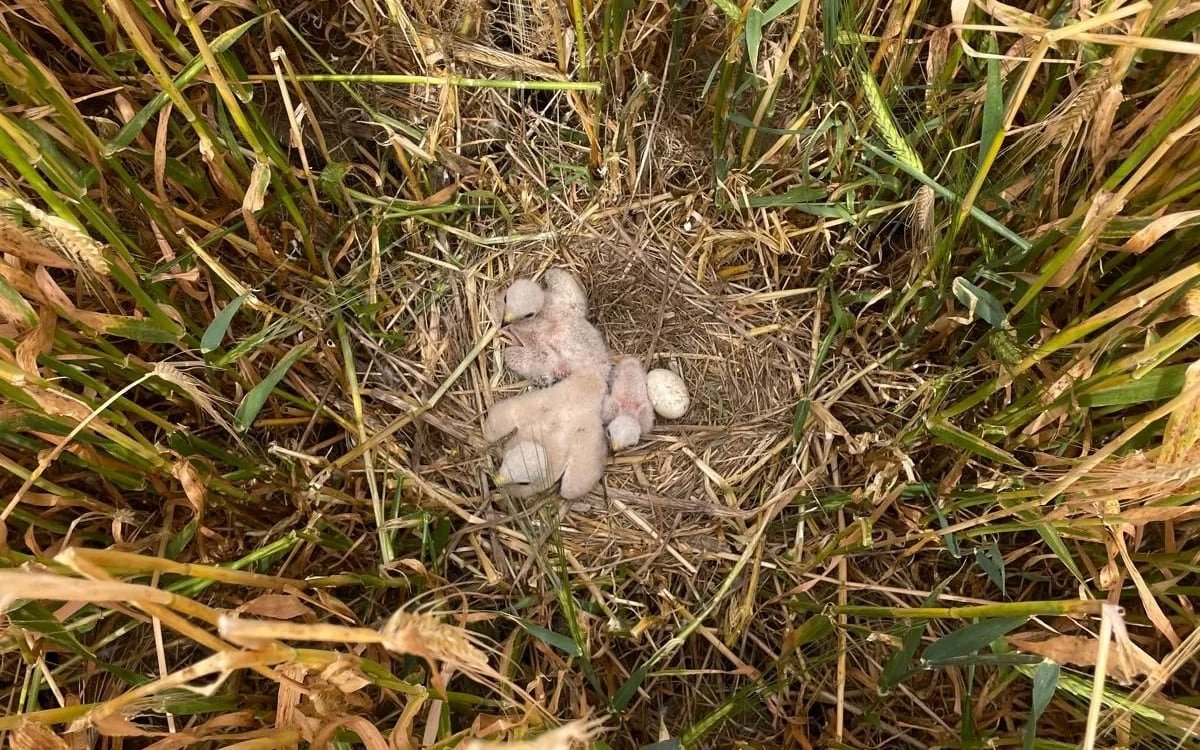 Three fuzzy white baby birds in a ground nest