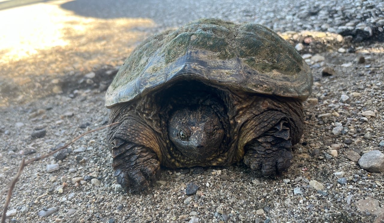 default-999 A snapping turtle rescued by Wellington Turtle Conservation Group.