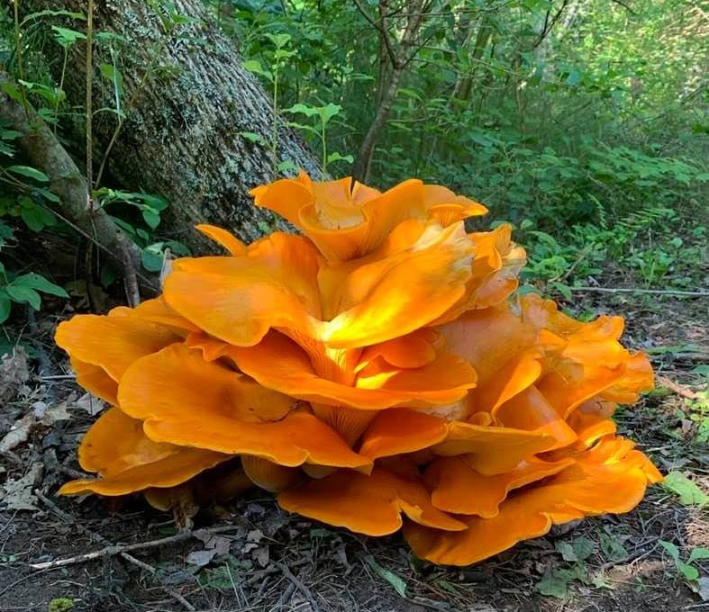 Orange mushroom resembling a flower